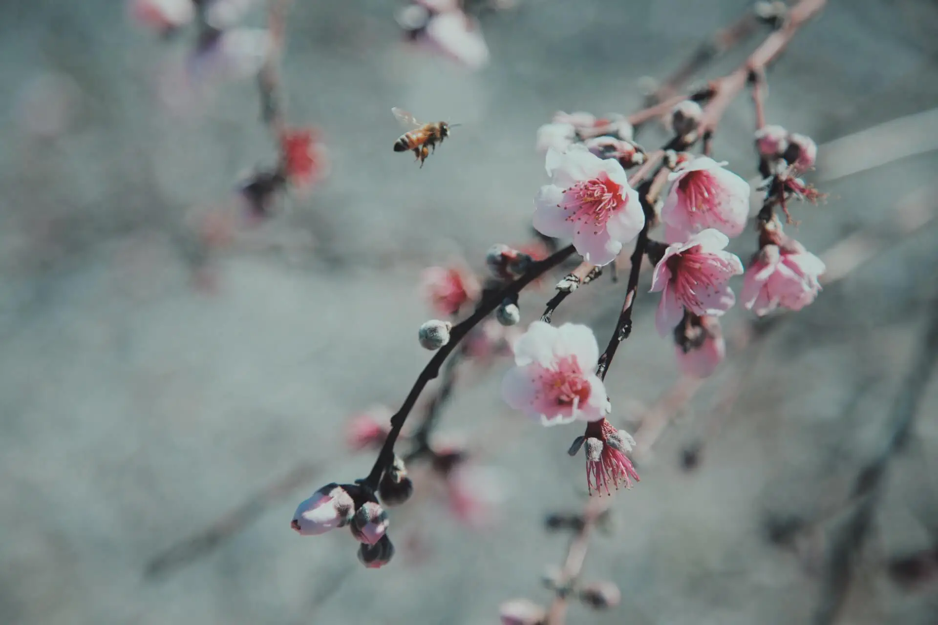 ¿Adónde Van Las Abejas en Invierno? ¿adónde Van Las Abejas en Invierno?