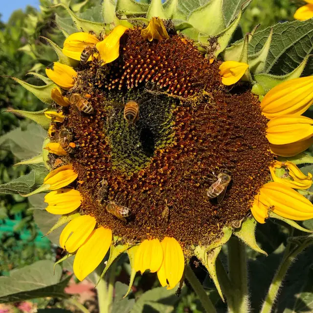¿Cómo Ayudan Las Abejas a Los Humanos? ¿cómo Ayudan Las Abejas a Los Humanos?