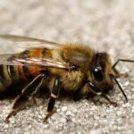 ¿Cómo Ayudar a Una Abeja Que No Puede Volar? ¿Cómo Ayudar a Una Abeja Que No Puede Volar?