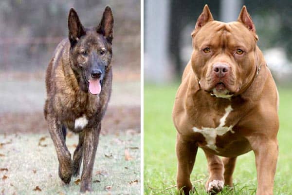 ¿Cómo deberías ver el milagro de la mezcla de pastor holandés y pitbull? 1 Mezcla de pastor holandés y pitbull