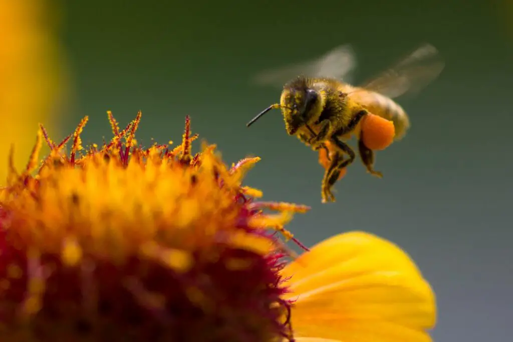 aterrizaje de abejas para recolectar néctar con cestas de polen llenas