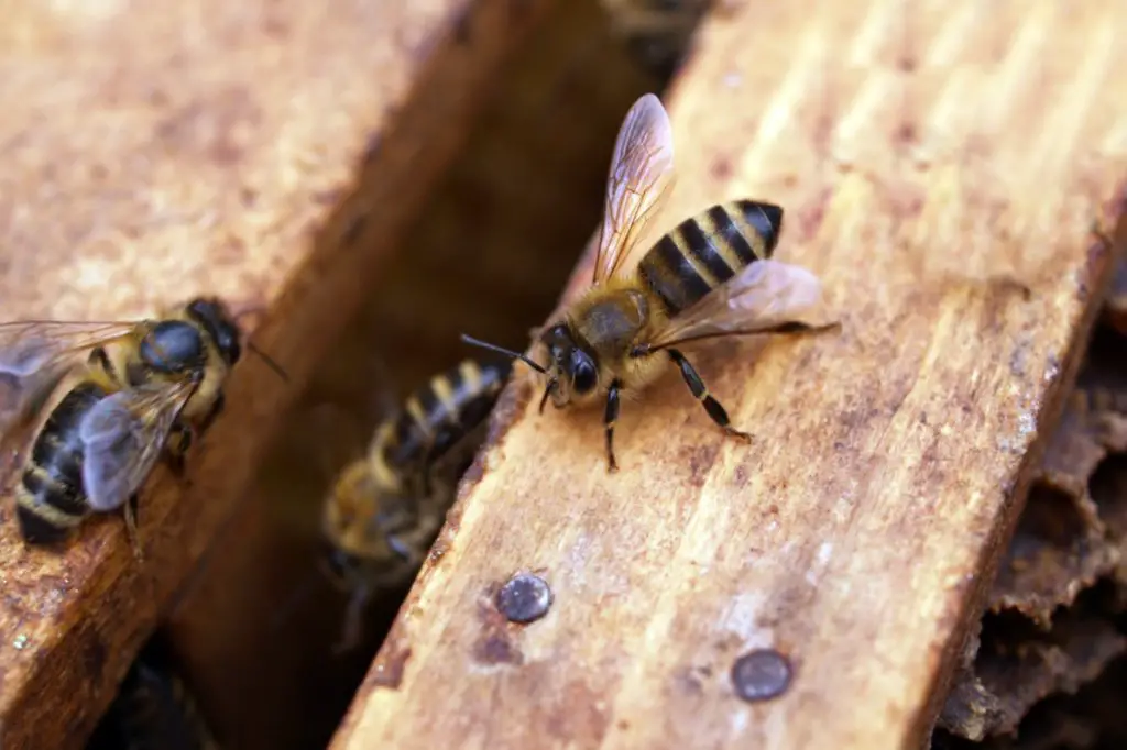 abejas obreras en colmena de madera