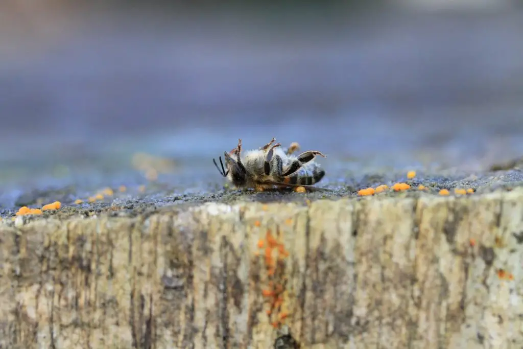 ¿Cómo matan las abejas a los avispones?