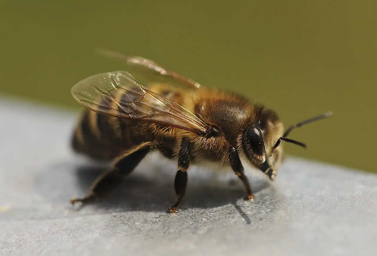 ¿Cómo Salvar Una Abeja Castigada? ¿cómo Salvar Una Abeja Castigada?
