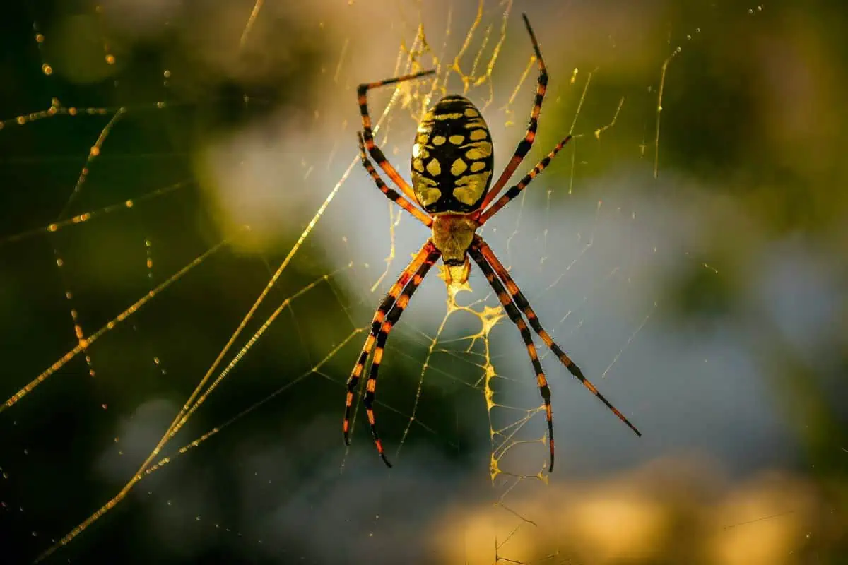 Araña en una telaraña