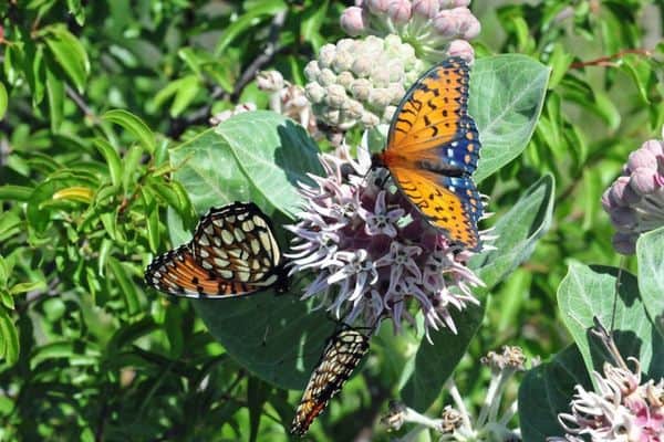 Mariposas fritillary reales posadas
