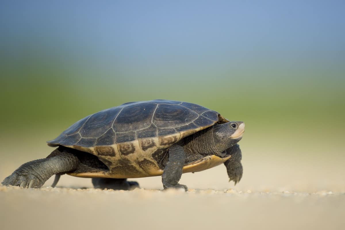 ¿Cómo Se Han Adaptado Las Tortugas? ¿cómo Se Han Adaptado Las Tortugas?