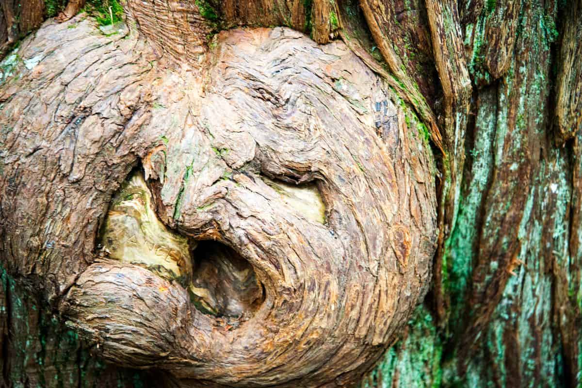 ¿Cómo Se Llaman Los Nudos en El Tronco De Un árbol? ¿cómo Se Llaman Los Nudos en El Tronco De Un