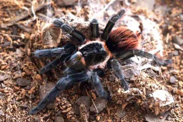 Tarántula de Oklahoma sobre mantillo