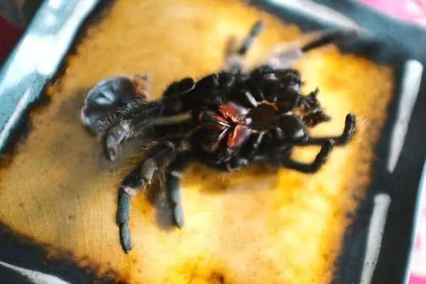 muda de tarántula