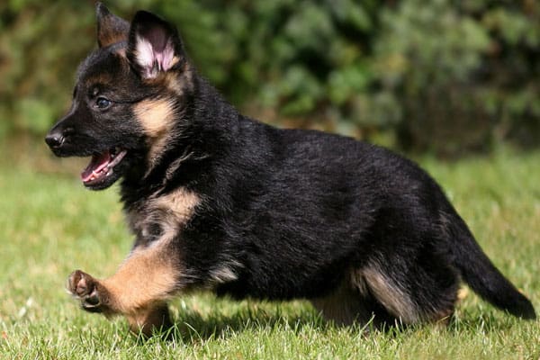 ¿Cuál Es El Mejor Tiempo Que Debo Pasear a Mi Cachorro De Pastor Alemán? ¿cuál Es El Mejor Tiempo Que Debo Pasear a Mi
