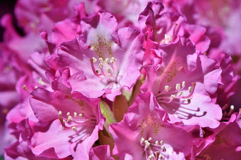 ¿Cuándo Florecen Los Rododendros en Los Smokies? ¿cuándo Florecen Los Rododendros en Los Smokies?