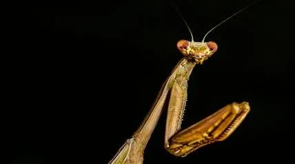 ¿Cuántas patas tiene un saltamontes?  - ¿Cuántas patas tiene un saltamontes?