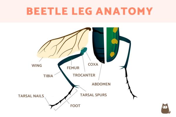 ¿Cuántas patas tienen los escarabajos? - Anatomía de la pata del escarabajo.