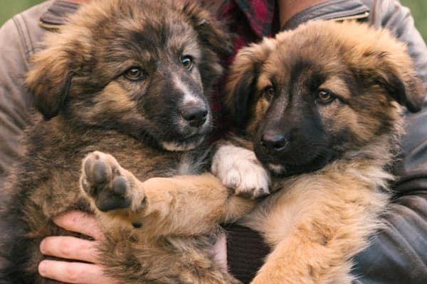 ¿Cuánto Alimentar a Un Cachorro De Pastor Alemán Para Obtener Mejores Resultados? Tabla Y Guía De Alimentación ¿cuánto Alimentar a Un Cachorro De Pastor Alemán Para Obtener