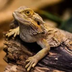 ¿Cuánto Cuesta Un Dragón Barbudo Al Mes? Dragones barbudos reptiles