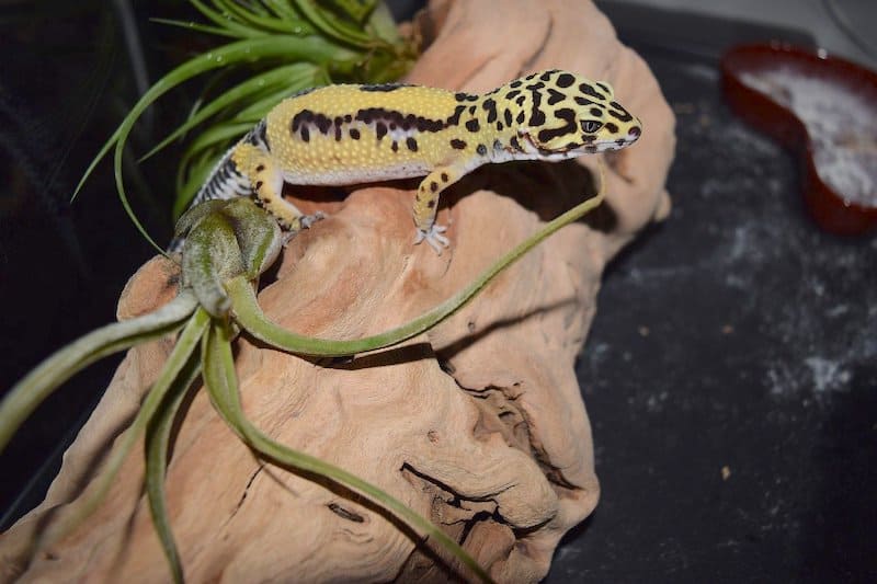 Gecko leopardo en un tronco