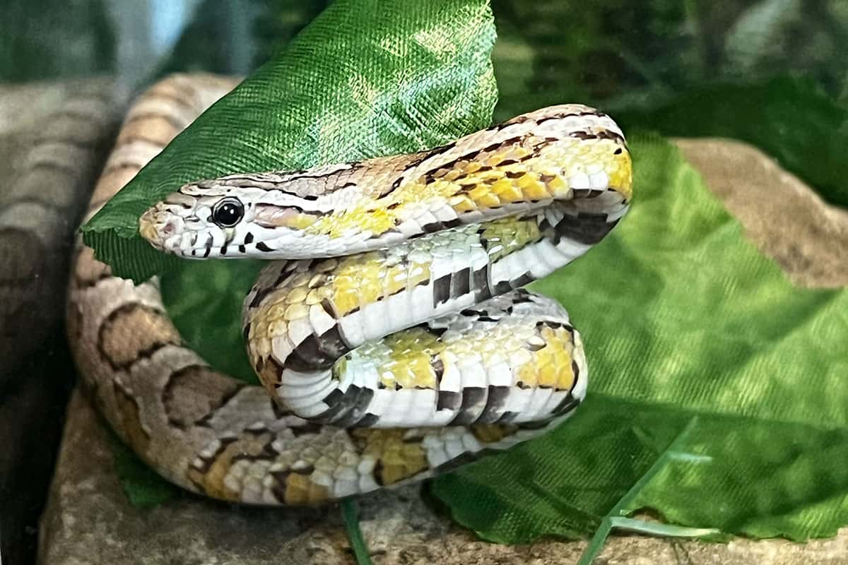 ¿Cuánto Cuesta Una Serpiente De Maíz Al Mes? ¿cuánto Cuesta Una Serpiente De Maíz Al Mes?