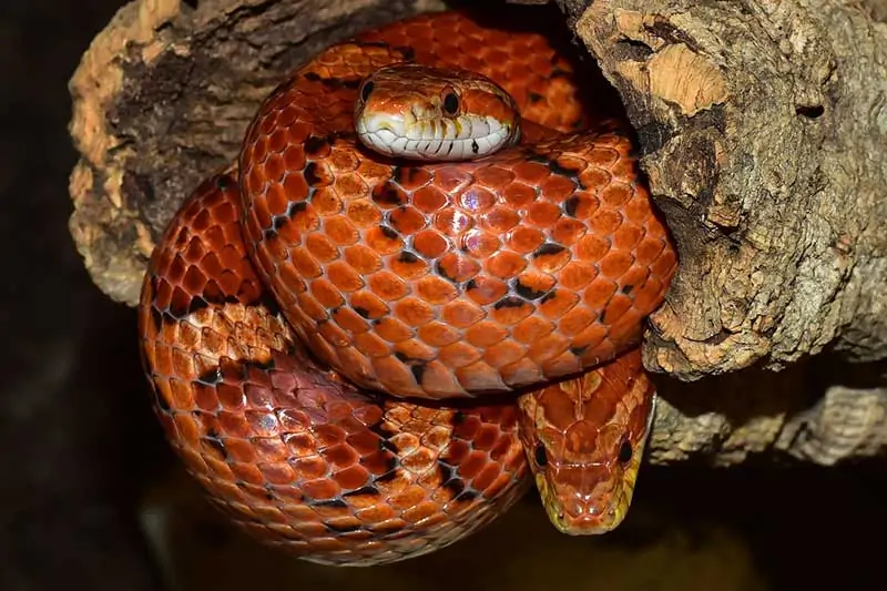 Serpiente de maíz en registro