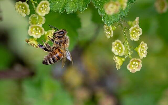 abeja recogiendo polen y néctar