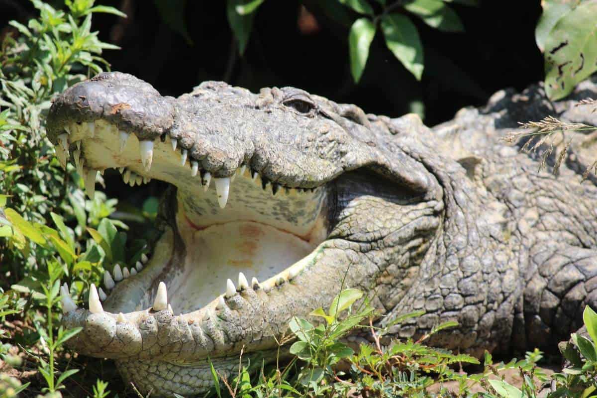 10 Animales Que Comen Huesos (datos Interesantes) ¿cuántos Dientes Tiene Un Cocodrilo?