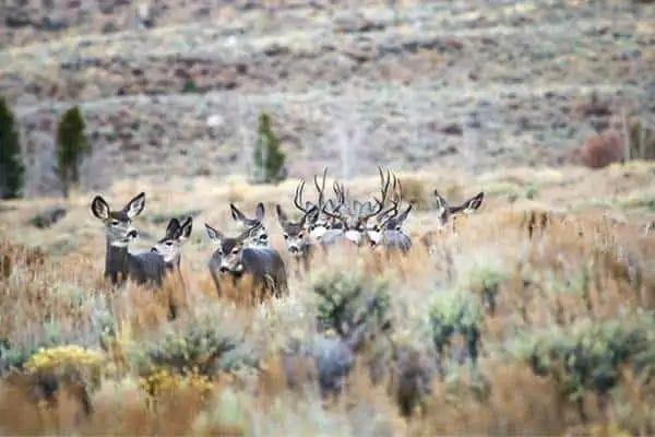 Venado bura en el desierto rojo
