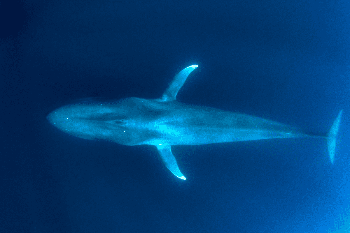 ¿Dónde Viven Las Ballenas Azules? ¿dónde Viven Las Ballenas Azules?