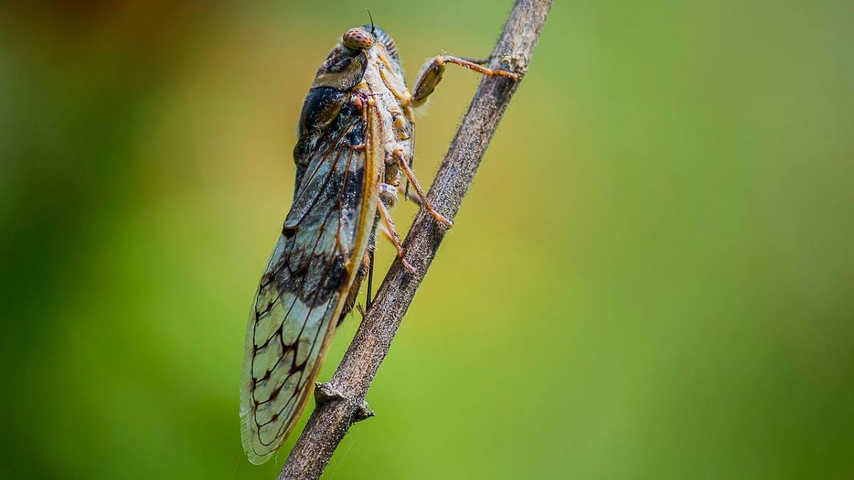 ¿Dónde Viven Las Cigarras? (Ejemplos Con Hechos) ¿dónde Viven Las Cigarras? (ejemplos Con Hechos)