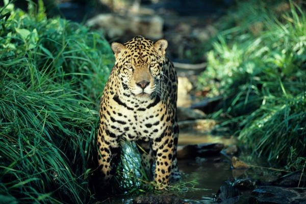 ¿Dónde viven los jaguares en el mundo? - ¿En qué parte del mundo viven los jaguares?