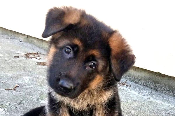 ¿Duermen Mucho Los Cachorros De Pastor Alemán? ¿duermen Mucho Los Cachorros De Pastor Alemán?