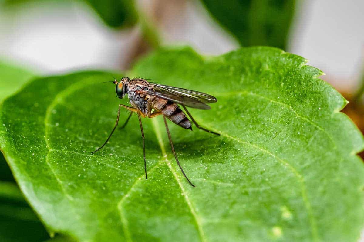 ¿El Aceite De árbol De Té Repele a Los Mosquitos? ¿el Aceite De árbol De Té Repele a Los Mosquitos?