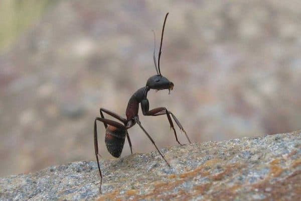 ¿El Vinagre Mantiene Alejadas a Las Hormigas? ¿el Vinagre Mantiene Alejadas a Las Hormigas?