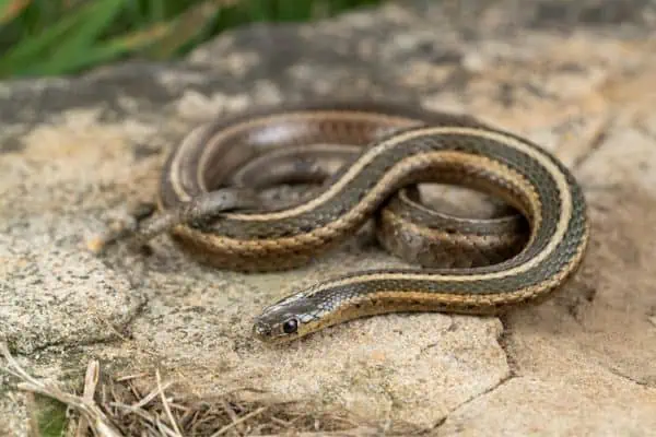 Serpiente de liga de cabeza corta