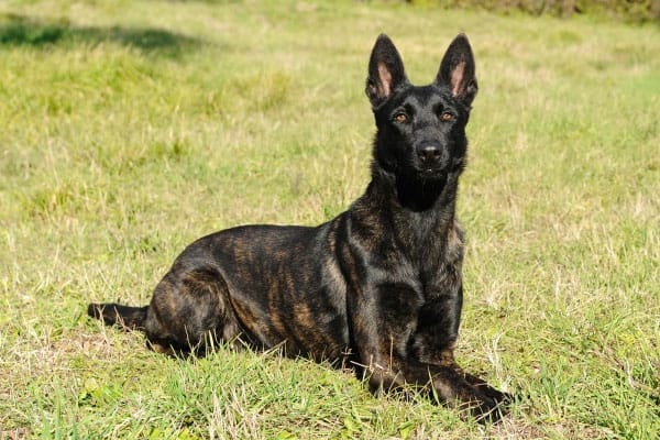 ¿es El Pastor Holandés Un Buen Perro Guardián? El Perro