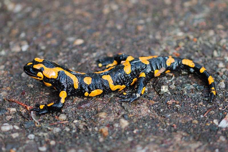 ¿Es Una Salamandra Un Lagarto? 10 Diferencias Clave Entre Ellos ¿es Una Salamandra Un Lagarto? 10 Diferencias Clave Entre Ellos