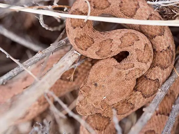 Serpiente de cascabel descolorida enana