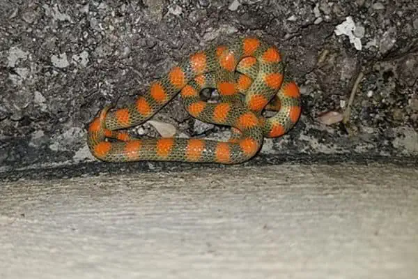 serpiente de tierra occidental