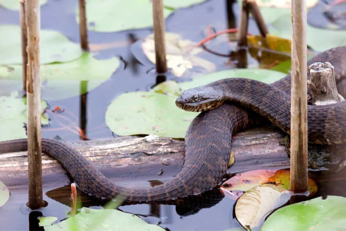 Serpiente de agua del norte en un tronco