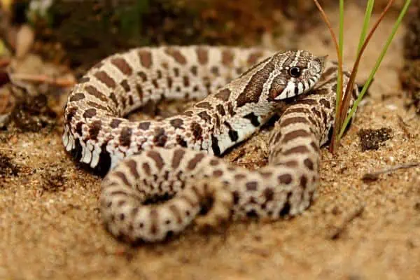 Serpiente nariz de cerdo de las llanuras