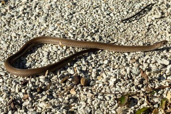 La serpiente marrón de Dekay