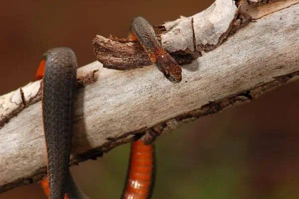 Serpiente de vientre rojo en tronco
