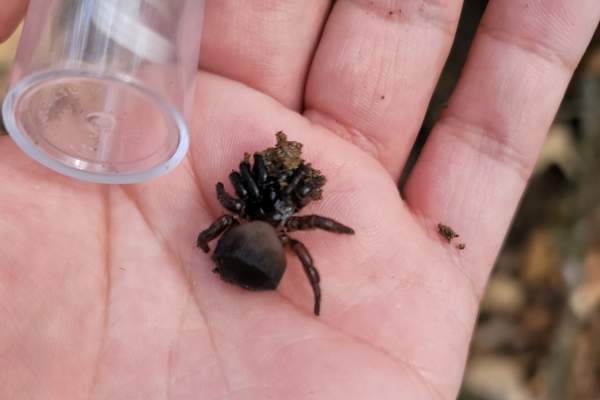 Araña trampilla de ravin capturada