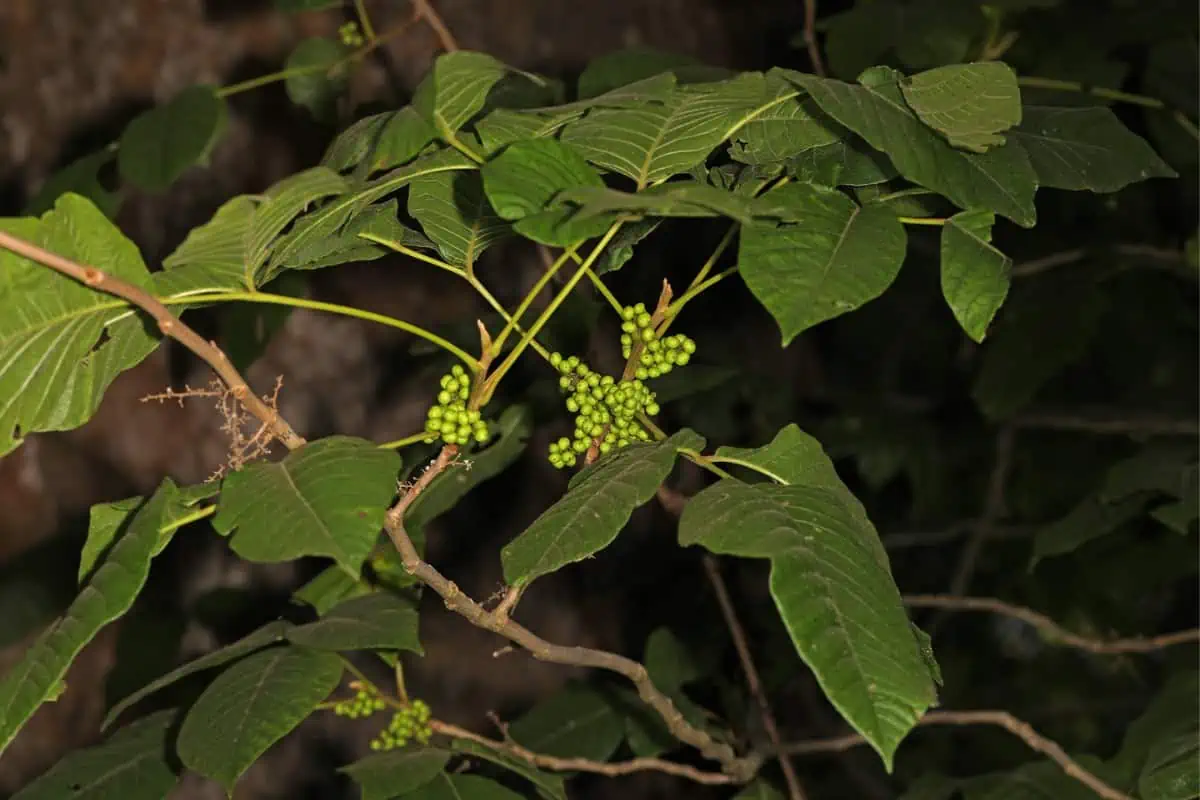 Planta de hiedra venenosa