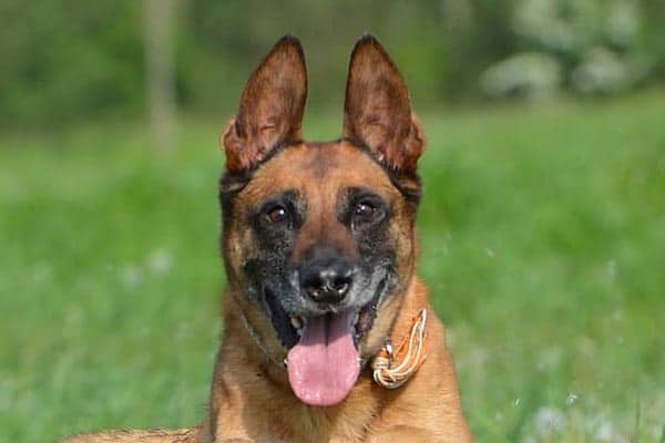 ¿Ladra Mucho El Pastor Belga Malinois? Cómo Frenar Los Ladridos Excesivos Del Pastor Pastor Belga ¿ladra Mucho El Pastor Belga Malinois? Cómo Frenar Los Ladridos