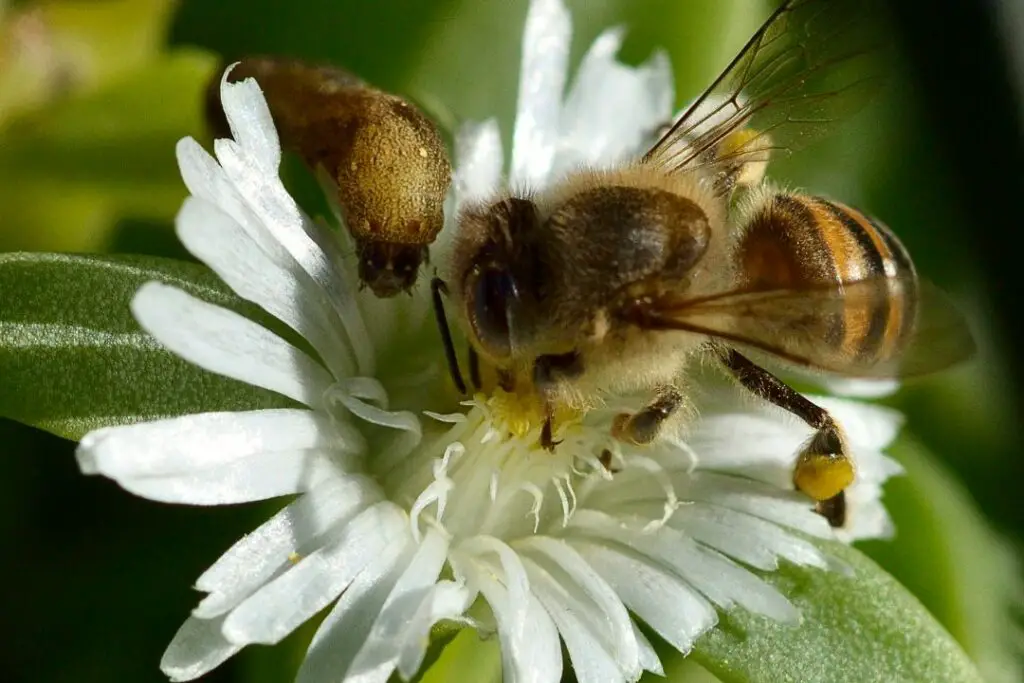 una abeja y una oruga investigando la misma flor