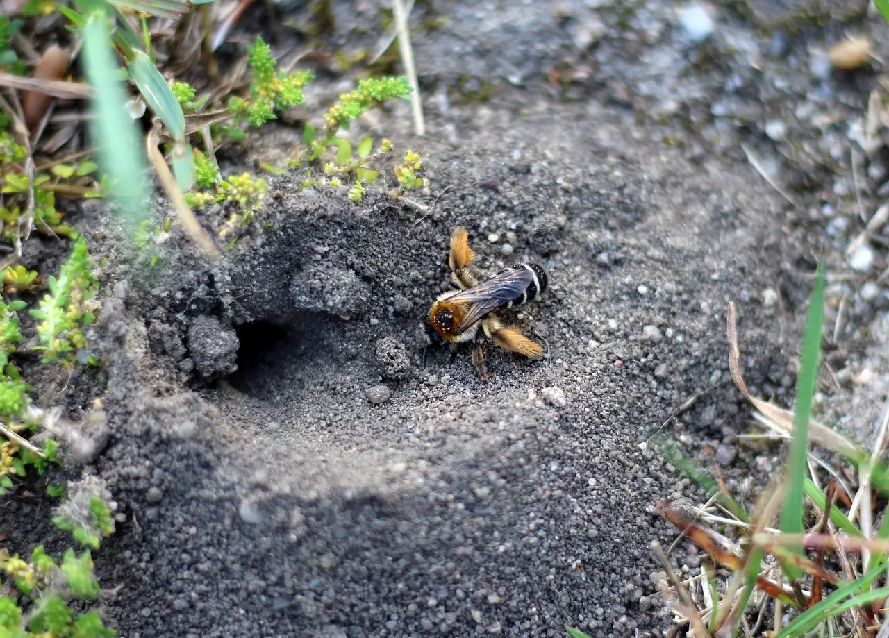 ¿Las Abejas Hibernan en El Suelo? ¿las Abejas Hibernan en El Suelo?
