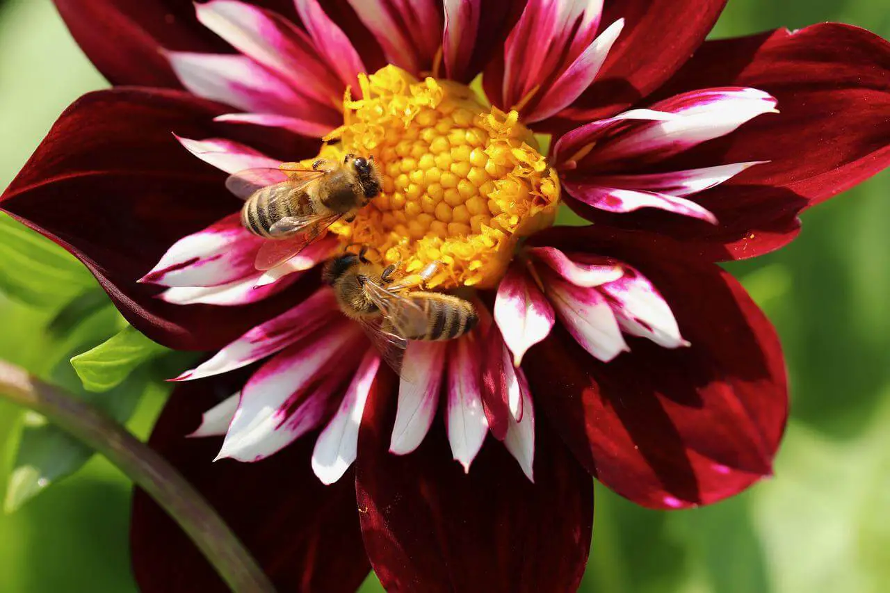 ¿las Abejas Se Sienten Atraídas Por La Sangre?