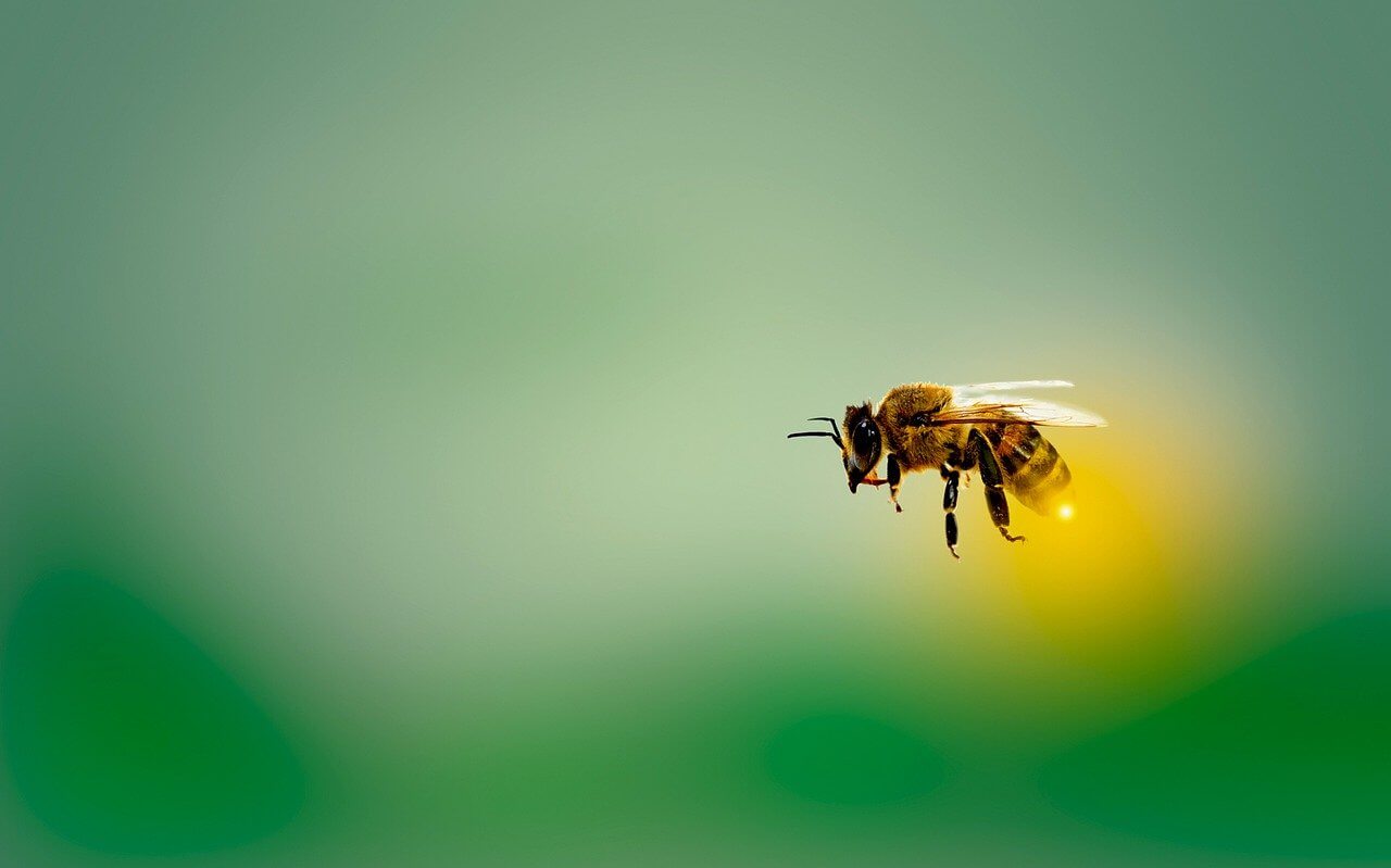 ¿Las Abejas Se Tiran Pedos? ¿las Abejas Se Tiran Pedos?