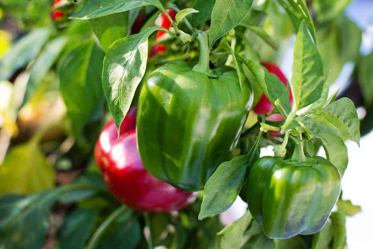¿Las Ardillas Comen Plantas De Pimiento? ¿las Ardillas Comen Plantas De Pimiento?