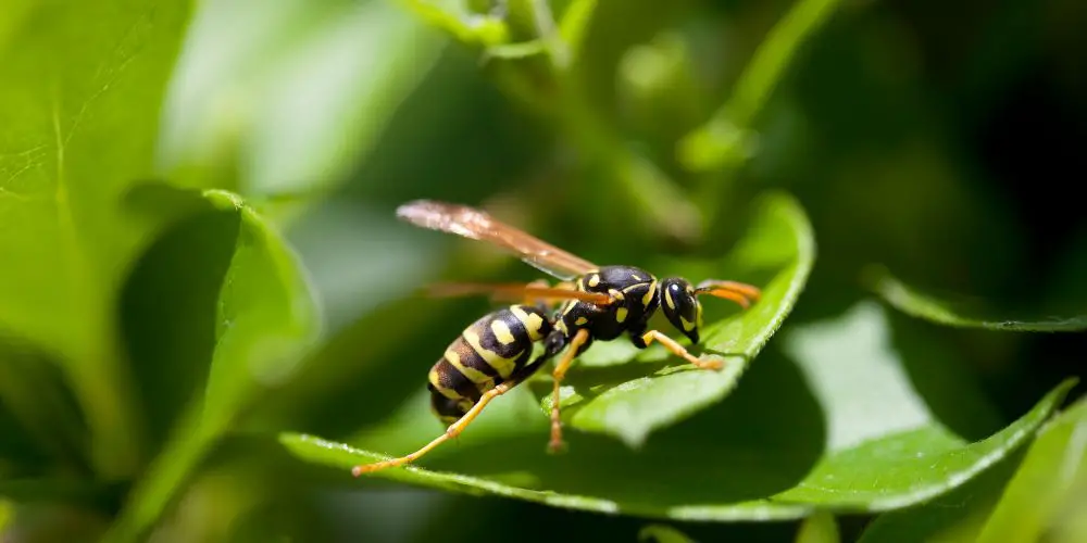 ¿Las Avispas Matan a Las Abejas (insectos en Guerra)? ¿las Avispas Matan a Las Abejas (insectos en Guerra)?